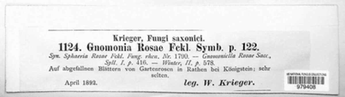 Breviappendix rosae image